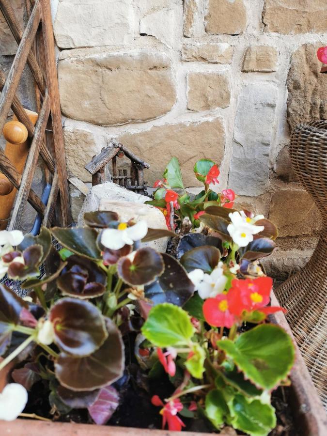 Casa Phoenix Appartamento Piano Terra Immerso Nel Verde A Pochi Minuti Dalla Ciclabile Pieve di Cadore Eksteriør billede